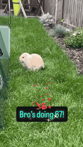 gif of a bunny moving its hands with the caption "Bro's doing 67!"